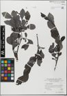 Foto von Salix glabra Scop.